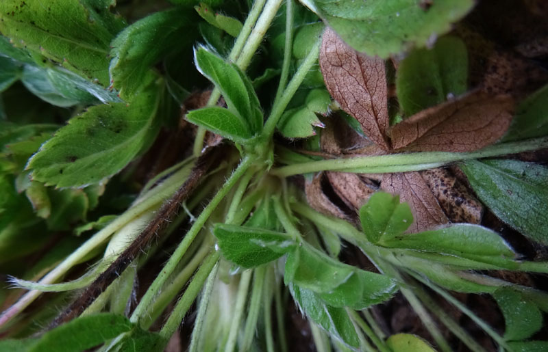 Potentilla caulescens - Rosaceae